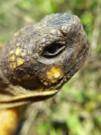 Close-up of lizard