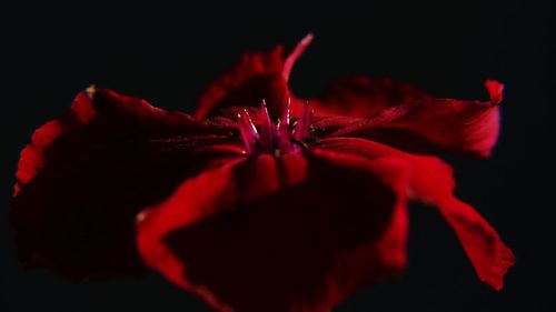 Close-up of red flower over black background