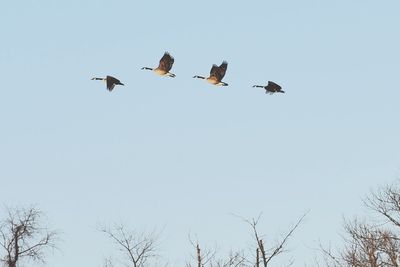 Low angle view of birds flying against clear sky