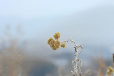 Close-up of plant against blurred background