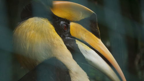 Close-up of hornbill