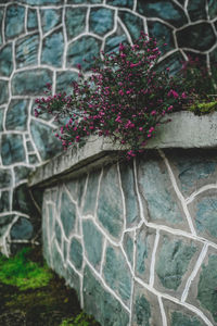 Close-up of potted plant against wall