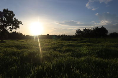 Scenic view of field against sky during sunset