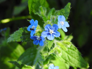 Close-up of purple flowers blooming outdoors