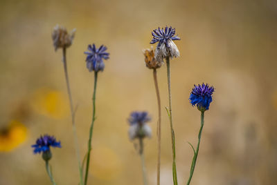 Close-up of purple flowering plant