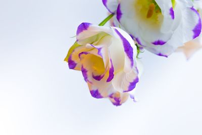 Close-up of fresh pink flowers against white background