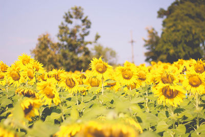 Close-up of yellow flowering plants on field