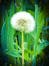 Close-up of white dandelion flower