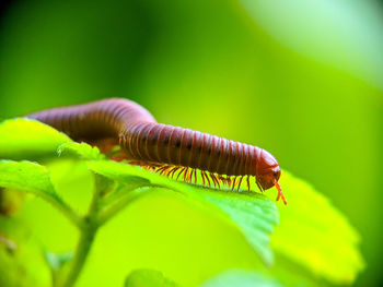 Close-up of millipedes on leaf