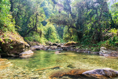 Stream passing through forest