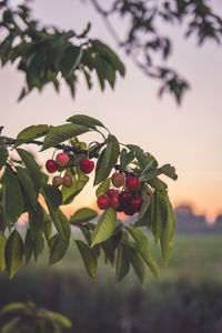 Close-up of berries growing on tree