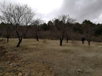 Trees on landscape against sky