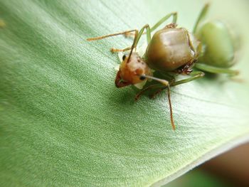 Close-up of ant on leaf