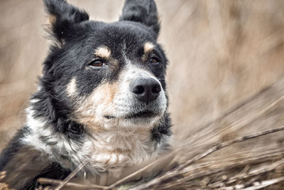 Close-up portrait of dog looking away