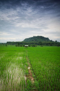Scenic view of agricultural field against sky