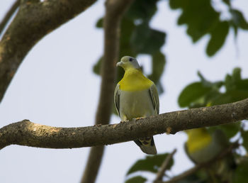 Close-up of bird perching on branch