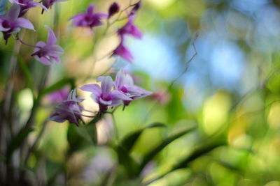 Close-up of pink flowering plant