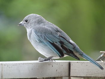 Close-up of bird perching on railing