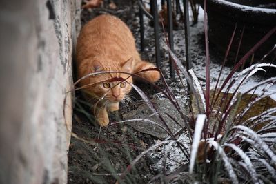 Alert ginger cat outdoors