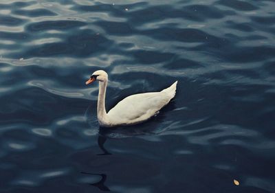 Swan swimming in lake