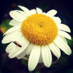 Close-up of bee pollinating on flower