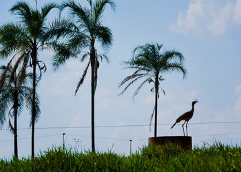 View of a bird on palm trees
