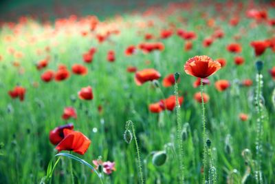 Close-up of red poppy flowers on field