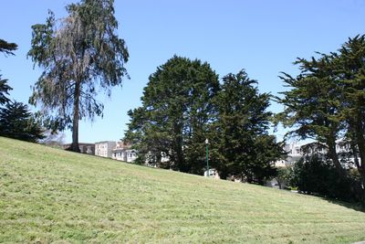 Trees on field against clear sky