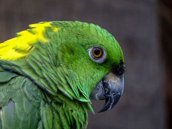 Close-up of parrot