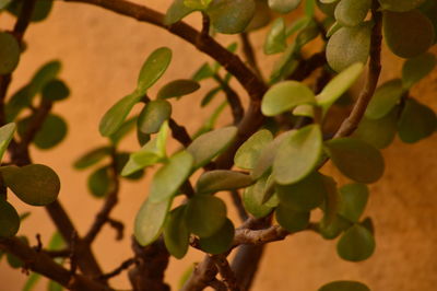 Close-up of fresh green plant