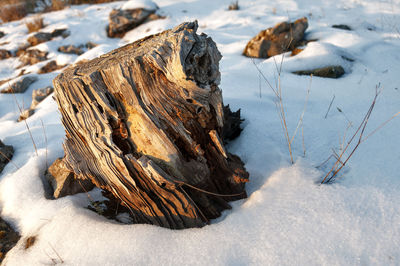 Close-up of driftwood on snow covered field