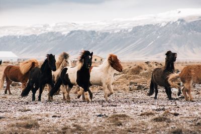 Herd of horses on land during winter