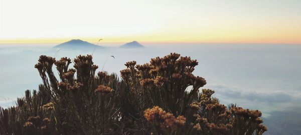 Cactus growing by sea against sky during sunset