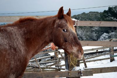 Close-up of horse eating grass