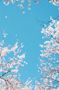 Low angle view of cherry blossom against blue sky