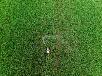 High angle view of starfish on field