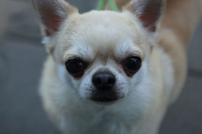 Close-up portrait of a dog