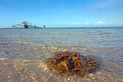 Surface level of shallow water