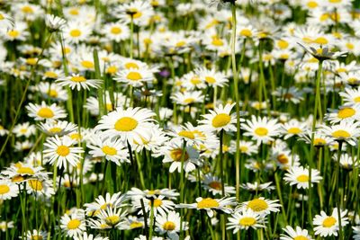 Close-up of daisy flowers on field