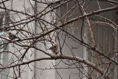Low angle view of bird perching on branch