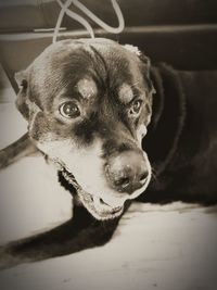 Close-up portrait of a dog