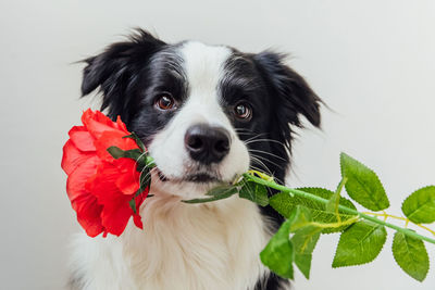 Close-up of a dog against white background