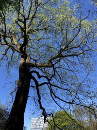 Low angle view of bare tree against sky