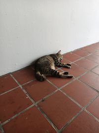 High angle view of cat resting on tiled floor