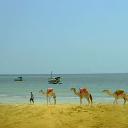 Man walking with camels at beach against clear blue sky