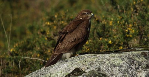 Close-up of eagle perching on tree