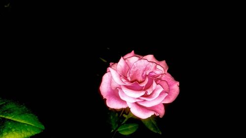 Close-up of pink rose against black background