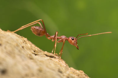 Close-up of red ant