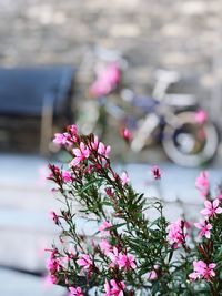 Close-up of pink flowering plant