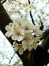 Close-up of white flowers blooming